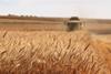 wheat crop field