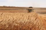 wheat crop field