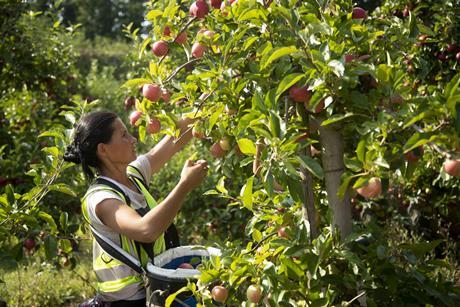 Seasonal worker