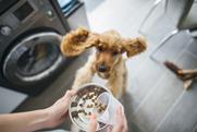 dog food petcare kibble